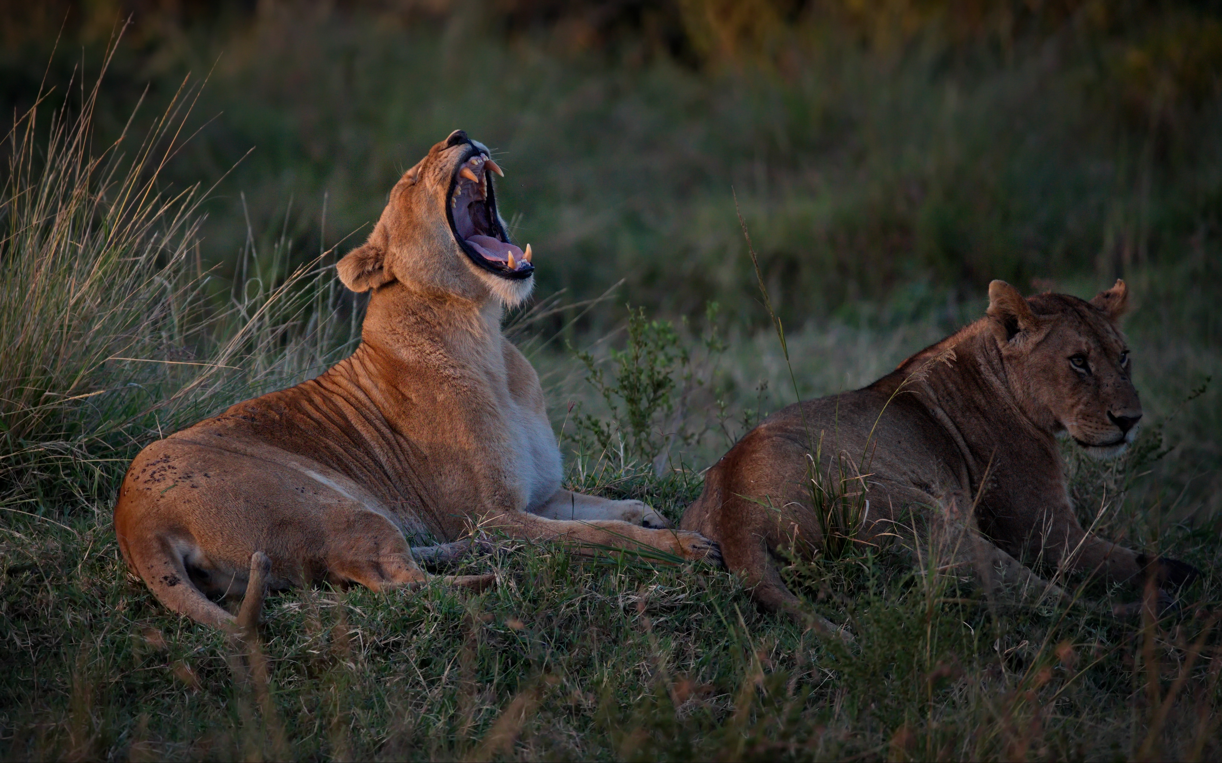Contact Ad-dicts